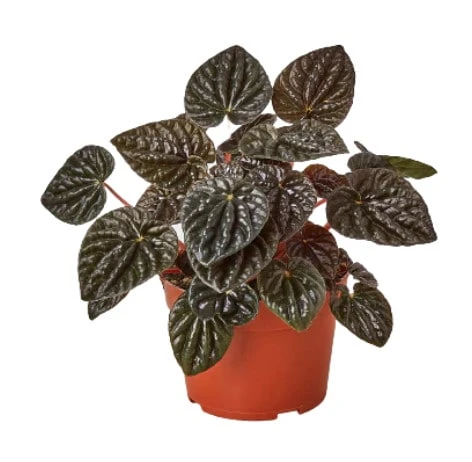 Peperomia Ripple Red - Rare Peperomia With Red Ripple Leaves | 4-inch Pot 3 Peperomia Ripple Red - Rare Peperomia With Red Ripple Leaves | 4-inch Pot