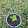 Peppermint Plant -Cheap Plantly Store Peppermint Plant rotated 1