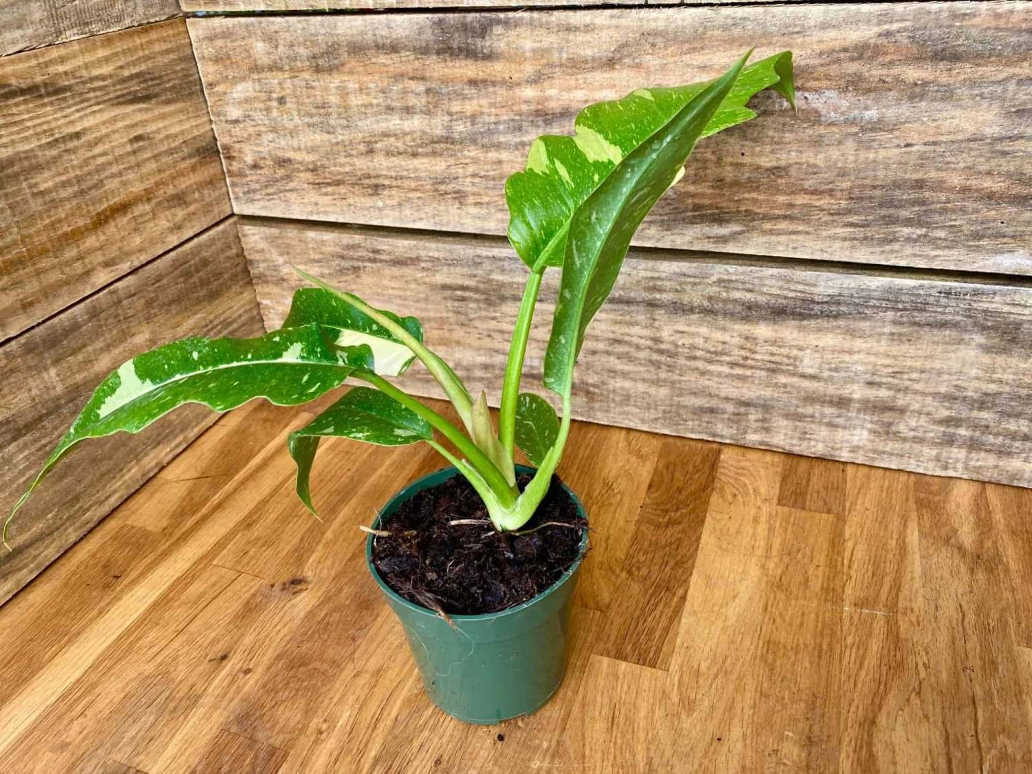 Philodendron Variegated Henderson's Pride Ring Of Fire 4" Pot Act 5 Philodendron Variegated Henderson's Pride Ring Of Fire 4" Pot Act - Image 3