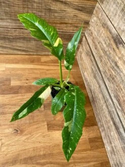 Philodendron Variegated Henderson's Pride Ring Of Fire 4" Pot Act 7 Philodendron Variegated Henderson's Pride Ring Of Fire 4" Pot Act -Cheap Plantly Store PhiloRingofFire3