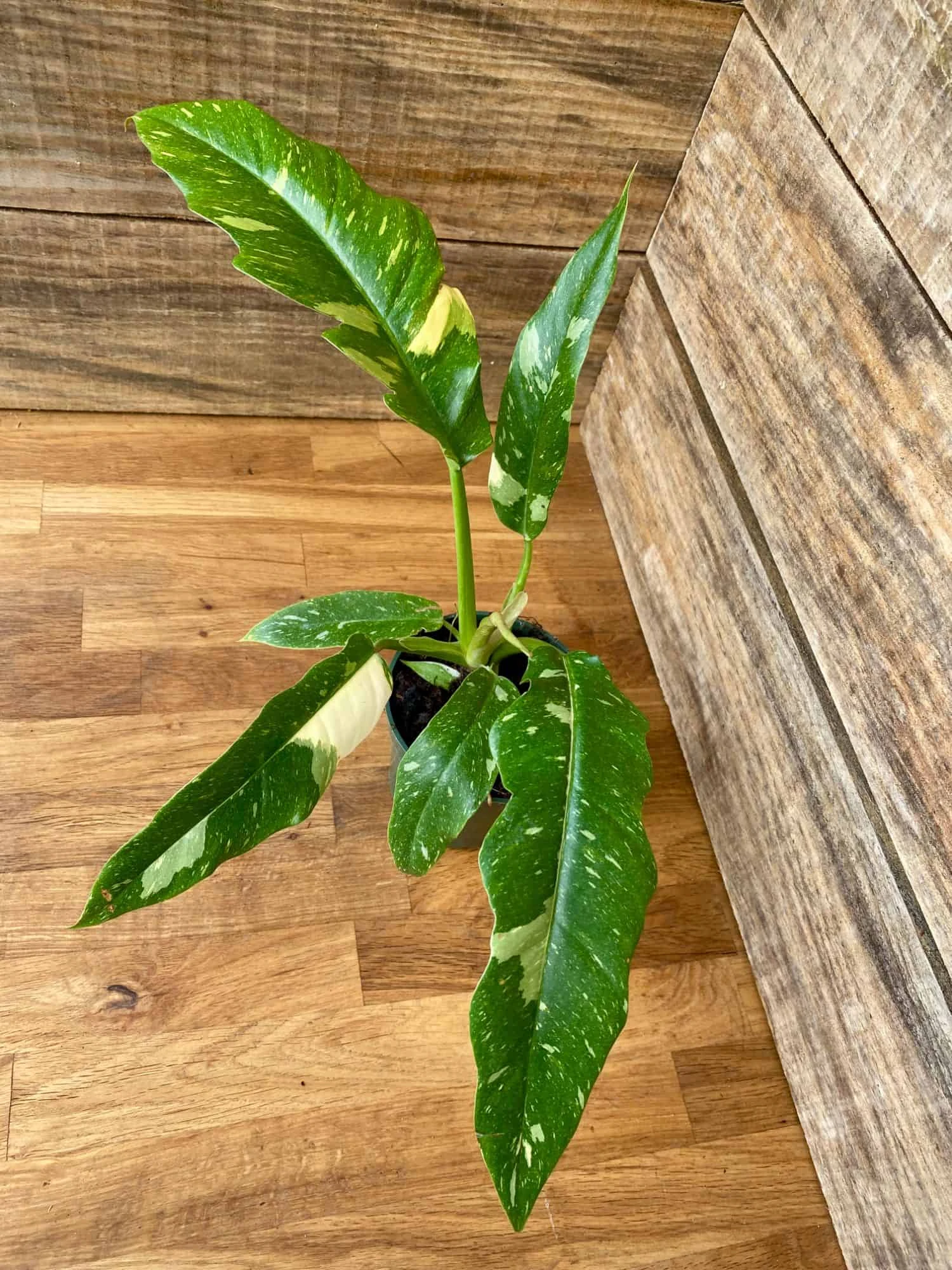 Philodendron Variegated Henderson's Pride Ring Of Fire 4" Pot Act 4 Philodendron Variegated Henderson's Pride Ring Of Fire 4" Pot Act - Image 2