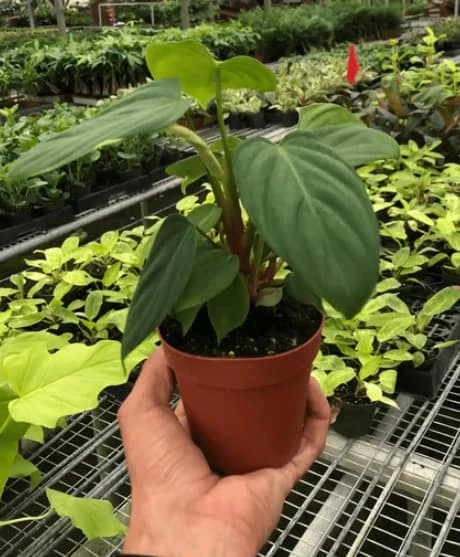 Philodendron Fuzzy Petiole - Rare Philodendron With Fuzzy Stems | 4-inch Pot 3 Philodendron Fuzzy Petiole - Rare Philodendron With Fuzzy Stems | 4-inch Pot