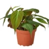 Philodendron 'Velvet' - Rare Houseplant | Easy Care | Free Shipping | 4-inch Pot 2 Philodendron 'Velvet' - Rare Houseplant | Easy Care | Free Shipping | 4-inch Pot -Cheap Plantly Store Philodendron Velvet