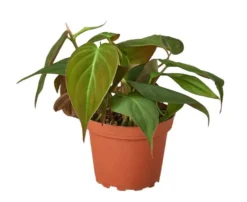 Philodendron 'Velvet' - Rare Houseplant | Easy Care | Free Shipping | 4-inch Pot