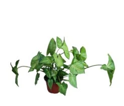 Syngonium Podophyllum 'Bold Illusion' -Cheap Plantly Store PhotoRoom 20221215 103713