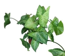 Syngonium Podophyllum 'Bold Illusion' -Cheap Plantly Store PhotoRoom 20221215 103740