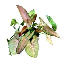 Regina Red Syngonium -Cheap Plantly Store PhotoRoom 20221215 103813