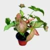 Regina Red Syngonium 1 Regina Red Syngonium -Cheap Plantly Store PhotoRoom 20221215 103838