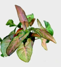 Regina Red Syngonium -Cheap Plantly Store PhotoRoom 20221215 103904