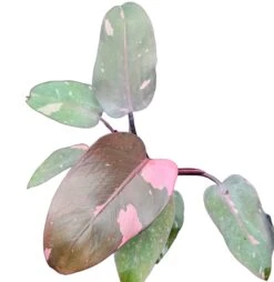 Philodendron Pink Princess -Cheap Plantly Store PhotoRoom 20230519 081215