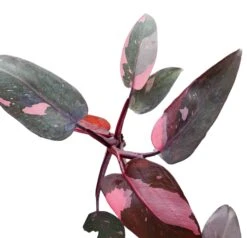 Philodendron Pink Princess