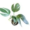 Rhaphidophora Decursiva 'Dragon Tail' -Cheap Plantly Store PhotoRoom 20230712 2108573