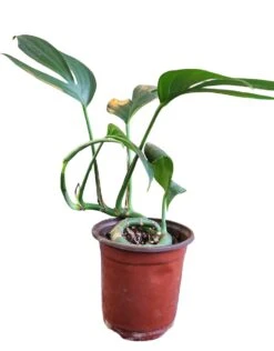 Rhaphidophora Decursiva 'Dragon Tail' -Cheap Plantly Store PhotoRoom 20230712 210938