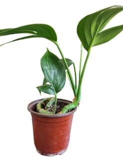 Rhaphidophora Decursiva 'Dragon Tail' -Cheap Plantly Store PhotoRoom 20230712 211016