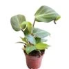 Philodendron Gloriosum -Cheap Plantly Store PhotoRoom 20230721 054039