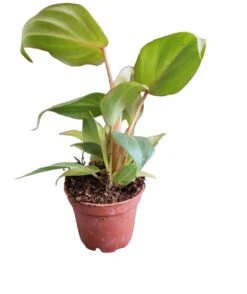 Philodendron Gloriosum -Cheap Plantly Store PhotoRoom 20230721 054115