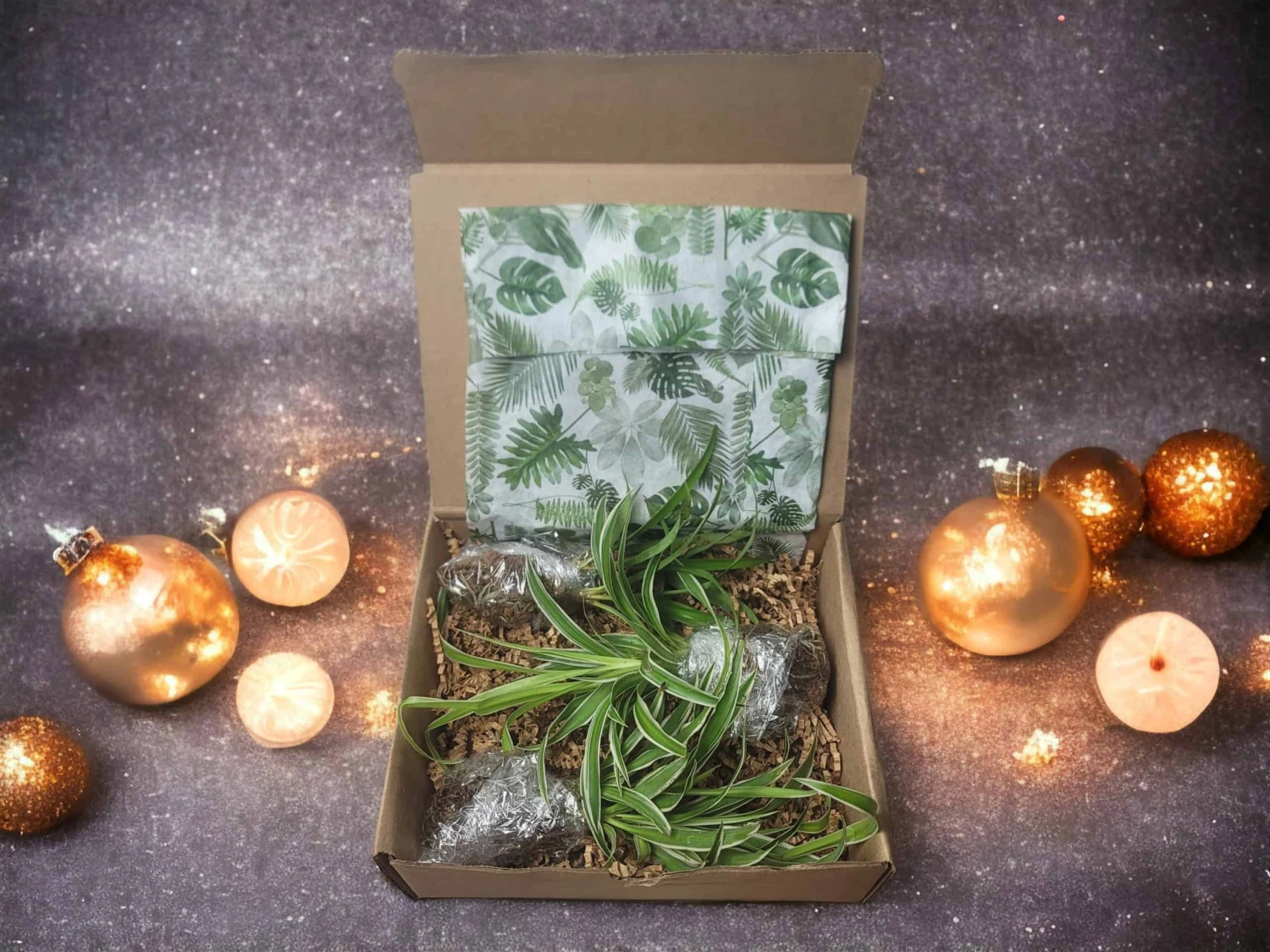 LIVE Cuttings Box - Pothos - Hoya - Philodendron - Spider - Cutting Mystery Box - FREE SHIPPING 3 LIVE Cuttings Box - Pothos - Hoya - Philodendron - Spider - Cutting Mystery Box - FREE SHIPPING