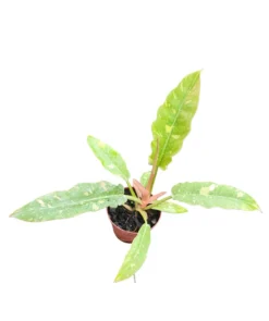 Philodendron Ring Of Fire 7 Philodendron Ring Of Fire -Cheap Plantly Store PhotoRoom 20231115 205547 1