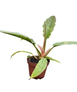 Philodendron Ring Of Fire 8 Philodendron Ring Of Fire -Cheap Plantly Store PhotoRoom 20231115 205614