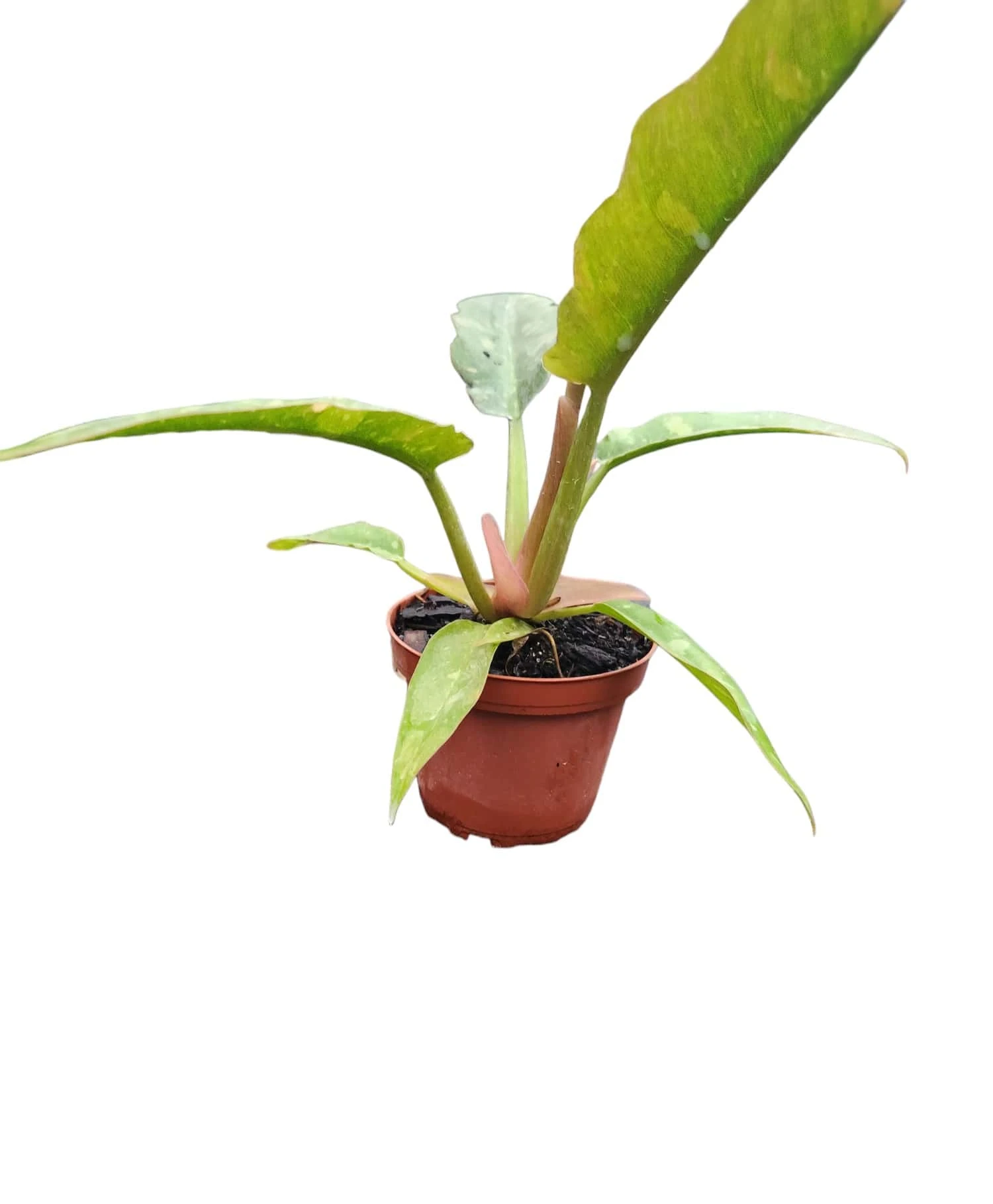 Philodendron Ring Of Fire 6 Philodendron Ring Of Fire - Image 4