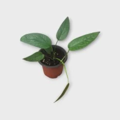 Pothos Cebu Blue - 4" Or 6" LIVE Potted Plant 14 Pothos Cebu Blue - 4" Or 6" LIVE Potted Plant -Cheap Plantly Store PhotoRoom 20231120 215142 4