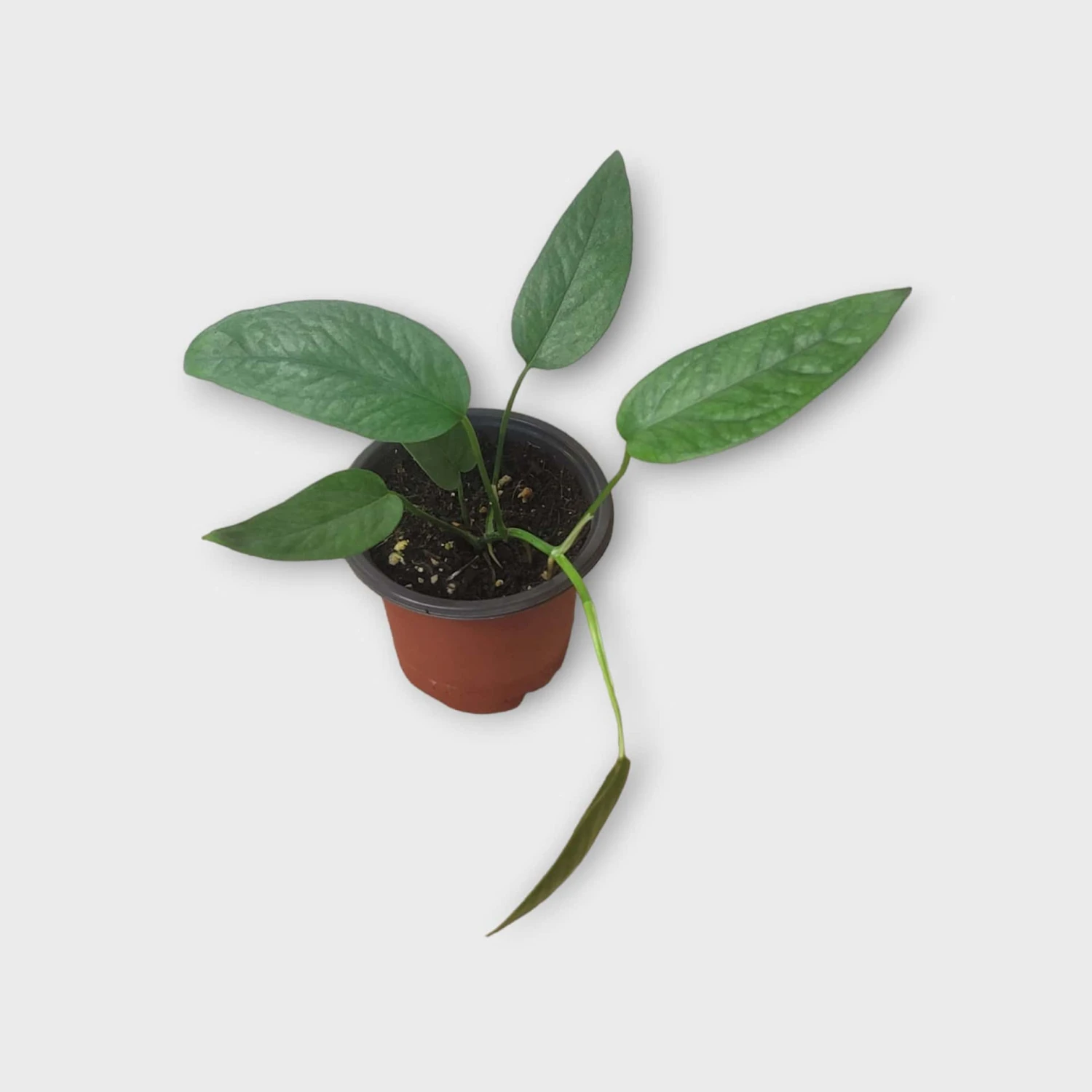 Pothos Cebu Blue - 4" Or 6" LIVE Potted Plant 4 Pothos Cebu Blue - 4" Or 6" LIVE Potted Plant - Image 2