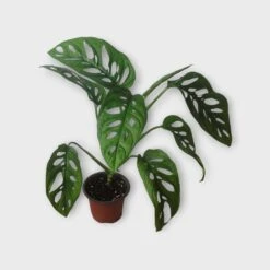 Monstera Adansonii – Swiss Cheese Plant - LIVE 4" Or 6" Potted Plant - FREE SHIPPING -Cheap Plantly Store PhotoRoom 20231120 215142 5 1