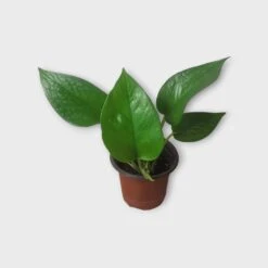 PLANT BUNDLE - Starter Pothos Houseplant Pack - LIVE 4" Potted Plant Bundle - FREE SHIPPING -Cheap Plantly Store PhotoRoom 20231120 215143 14