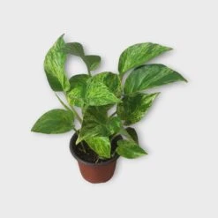PLANT BUNDLE - Starter Pothos Houseplant Pack - LIVE 4" Potted Plant Bundle - FREE SHIPPING -Cheap Plantly Store PhotoRoom 20231120 215143 16