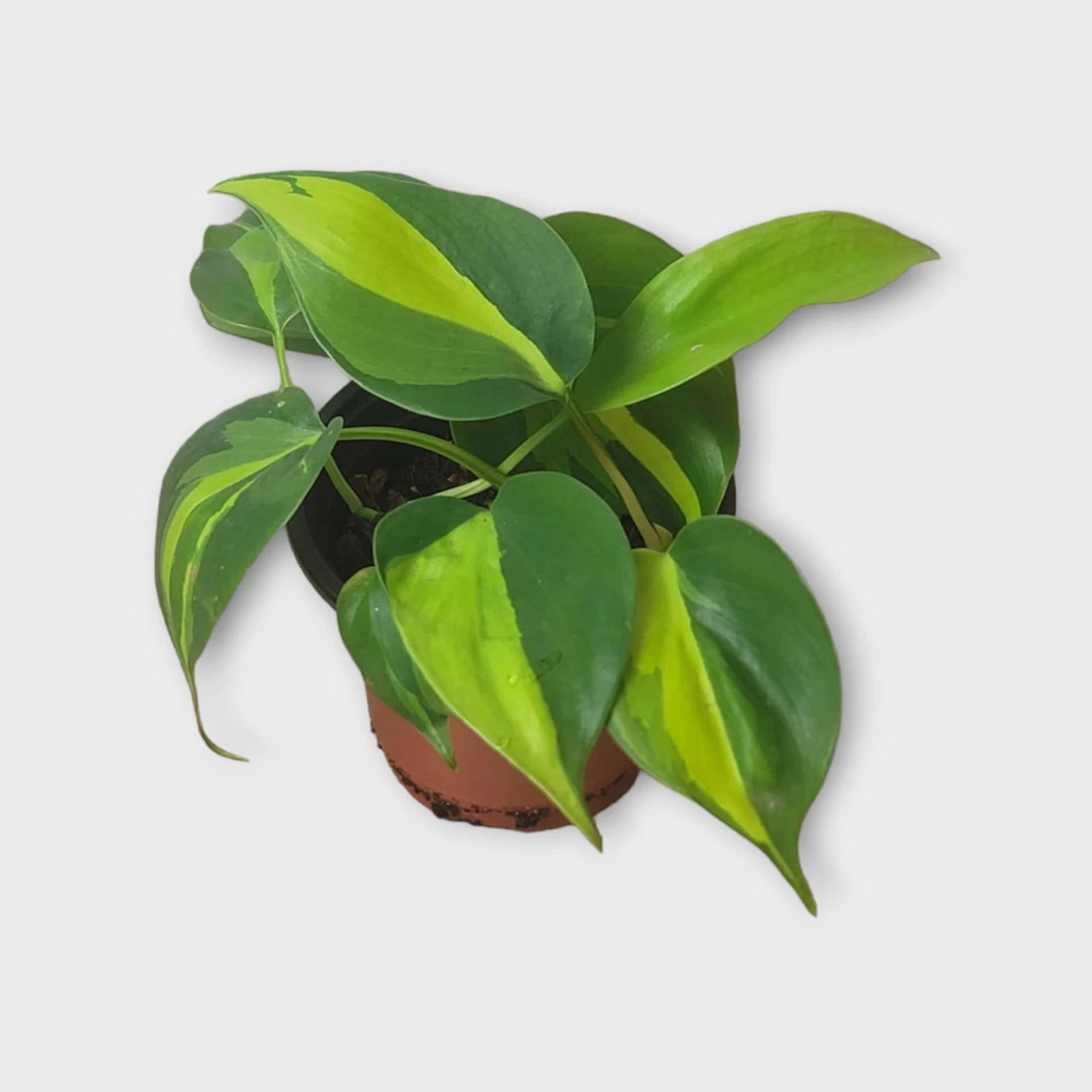 PLANT BUNDLE - Starter Philodendron Houseplant Pack - LIVE 4" Potted Plant Bundle - FREE SHIPPING 12 PLANT BUNDLE - Starter Philodendron Houseplant Pack - LIVE 4" Potted Plant Bundle - FREE SHIPPING - Image 10