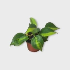 PLANT BUNDLE - Starter Philodendron Houseplant Pack - LIVE 4" Potted Plant Bundle - FREE SHIPPING 20 PLANT BUNDLE - Starter Philodendron Houseplant Pack - LIVE 4" Potted Plant Bundle - FREE SHIPPING -Cheap Plantly Store PhotoRoom 20231120 215143 18