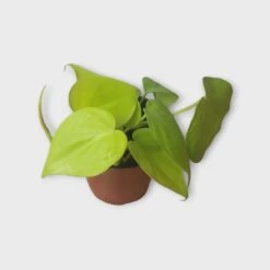 PLANT BUNDLE - Starter Philodendron Houseplant Pack - LIVE 4" Potted Plant Bundle - FREE SHIPPING 19 PLANT BUNDLE - Starter Philodendron Houseplant Pack - LIVE 4" Potted Plant Bundle - FREE SHIPPING -Cheap Plantly Store PhotoRoom 20231120 215143 19