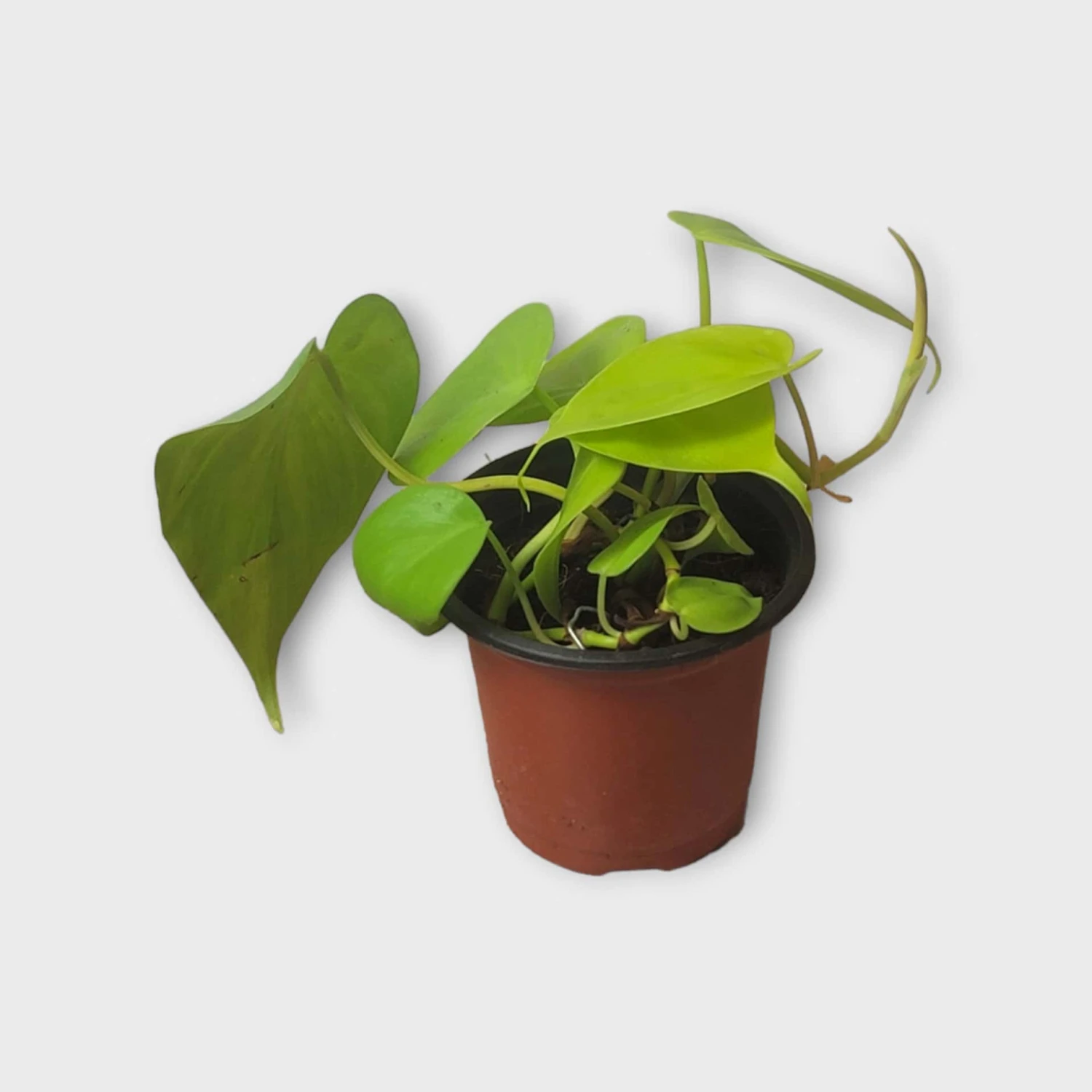 PLANT BUNDLE - Starter Philodendron Houseplant Pack - LIVE 4" Potted Plant Bundle - FREE SHIPPING 9 PLANT BUNDLE - Starter Philodendron Houseplant Pack - LIVE 4" Potted Plant Bundle - FREE SHIPPING - Image 7