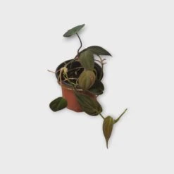 PLANT BUNDLE - Starter Philodendron Houseplant Pack - LIVE 4" Potted Plant Bundle - FREE SHIPPING 17 PLANT BUNDLE - Starter Philodendron Houseplant Pack - LIVE 4" Potted Plant Bundle - FREE SHIPPING -Cheap Plantly Store PhotoRoom 20231120 215144 21