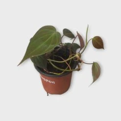 PLANT BUNDLE - Starter Philodendron Houseplant Pack - LIVE 4" Potted Plant Bundle - FREE SHIPPING 16 PLANT BUNDLE - Starter Philodendron Houseplant Pack - LIVE 4" Potted Plant Bundle - FREE SHIPPING -Cheap Plantly Store PhotoRoom 20231120 215144 22