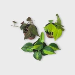 PLANT BUNDLE - Starter Philodendron Houseplant Pack - LIVE 4" Potted Plant Bundle - FREE SHIPPING 14 PLANT BUNDLE - Starter Philodendron Houseplant Pack - LIVE 4" Potted Plant Bundle - FREE SHIPPING -Cheap Plantly Store PhotoRoom 20231120 215144 24
