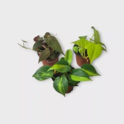 PLANT BUNDLE - Starter Philodendron Houseplant Pack - LIVE 4" Potted Plant Bundle - FREE SHIPPING 13 PLANT BUNDLE - Starter Philodendron Houseplant Pack - LIVE 4" Potted Plant Bundle - FREE SHIPPING -Cheap Plantly Store PhotoRoom 20231120 215144 25 1