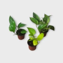PLANT BUNDLE - Starter Pothos Houseplant Pack - LIVE 4" Potted Plant Bundle - FREE SHIPPING -Cheap Plantly Store PhotoRoom 20231120 215144 26
