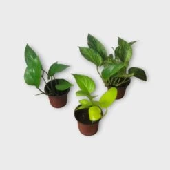 PLANT BUNDLE - Starter Pothos Houseplant Pack - LIVE 4" Potted Plant Bundle - FREE SHIPPING -Cheap Plantly Store PhotoRoom 20231120 215144 27