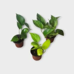 PLANT BUNDLE - Starter Pothos Houseplant Pack - LIVE 4" Potted Plant Bundle - FREE SHIPPING -Cheap Plantly Store PhotoRoom 20231120 215144 28