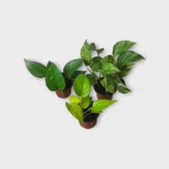 PLANT BUNDLE - Starter Pothos Houseplant Pack - LIVE 4" Potted Plant Bundle - FREE SHIPPING -Cheap Plantly Store PhotoRoom 20231120 215145 29 1