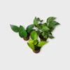 PLANT BUNDLE - Starter Pothos Houseplant Pack - LIVE 4" Potted Plant Bundle - FREE SHIPPING -Cheap Plantly Store PhotoRoom 20231120 215145 29