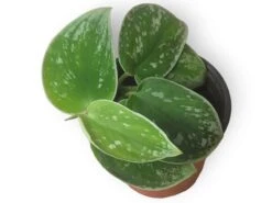 Scindapsus Silvery Anne - Silver Pothos - LIVE Potted 4" Plant - Scindapsus Pictus - FREE SHIPPING 7 Scindapsus Silvery Anne - Silver Pothos - LIVE Potted 4" Plant - Scindapsus Pictus - FREE SHIPPING -Cheap Plantly Store PhotoRoom 20231121 090700 11 1