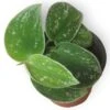 Scindapsus Silvery Anne - Silver Pothos - LIVE Potted 4" Plant - Scindapsus Pictus - FREE SHIPPING -Cheap Plantly Store PhotoRoom 20231121 090700 11