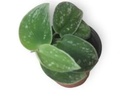 Scindapsus Silvery Anne - Silver Pothos - LIVE Potted 4" Plant - Scindapsus Pictus - FREE SHIPPING 8 Scindapsus Silvery Anne - Silver Pothos - LIVE Potted 4" Plant - Scindapsus Pictus - FREE SHIPPING -Cheap Plantly Store PhotoRoom 20231121 090700 12