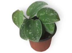 Scindapsus Silvery Anne - Silver Pothos - LIVE Potted 4" Plant - Scindapsus Pictus - FREE SHIPPING 9 Scindapsus Silvery Anne - Silver Pothos - LIVE Potted 4" Plant - Scindapsus Pictus - FREE SHIPPING -Cheap Plantly Store PhotoRoom 20231121 090700 13