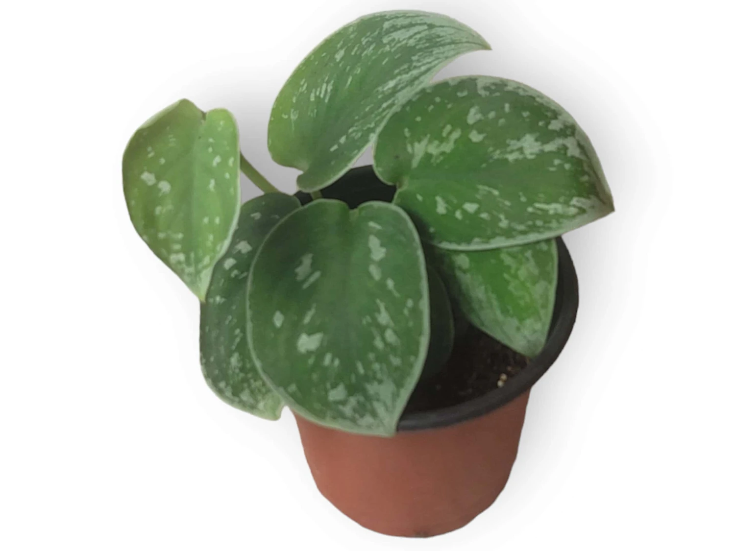 Scindapsus Silvery Anne - Silver Pothos - LIVE Potted 4" Plant - Scindapsus Pictus - FREE SHIPPING 6 Scindapsus Silvery Anne - Silver Pothos - LIVE Potted 4" Plant - Scindapsus Pictus - FREE SHIPPING - Image 4