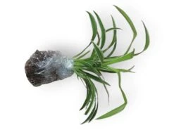 LIVE Cuttings Box - Pothos - Hoya - Philodendron - Spider - Cutting Mystery Box - FREE SHIPPING 14 LIVE Cuttings Box - Pothos - Hoya - Philodendron - Spider - Cutting Mystery Box - FREE SHIPPING -Cheap Plantly Store PhotoRoom 20231121 090703 37