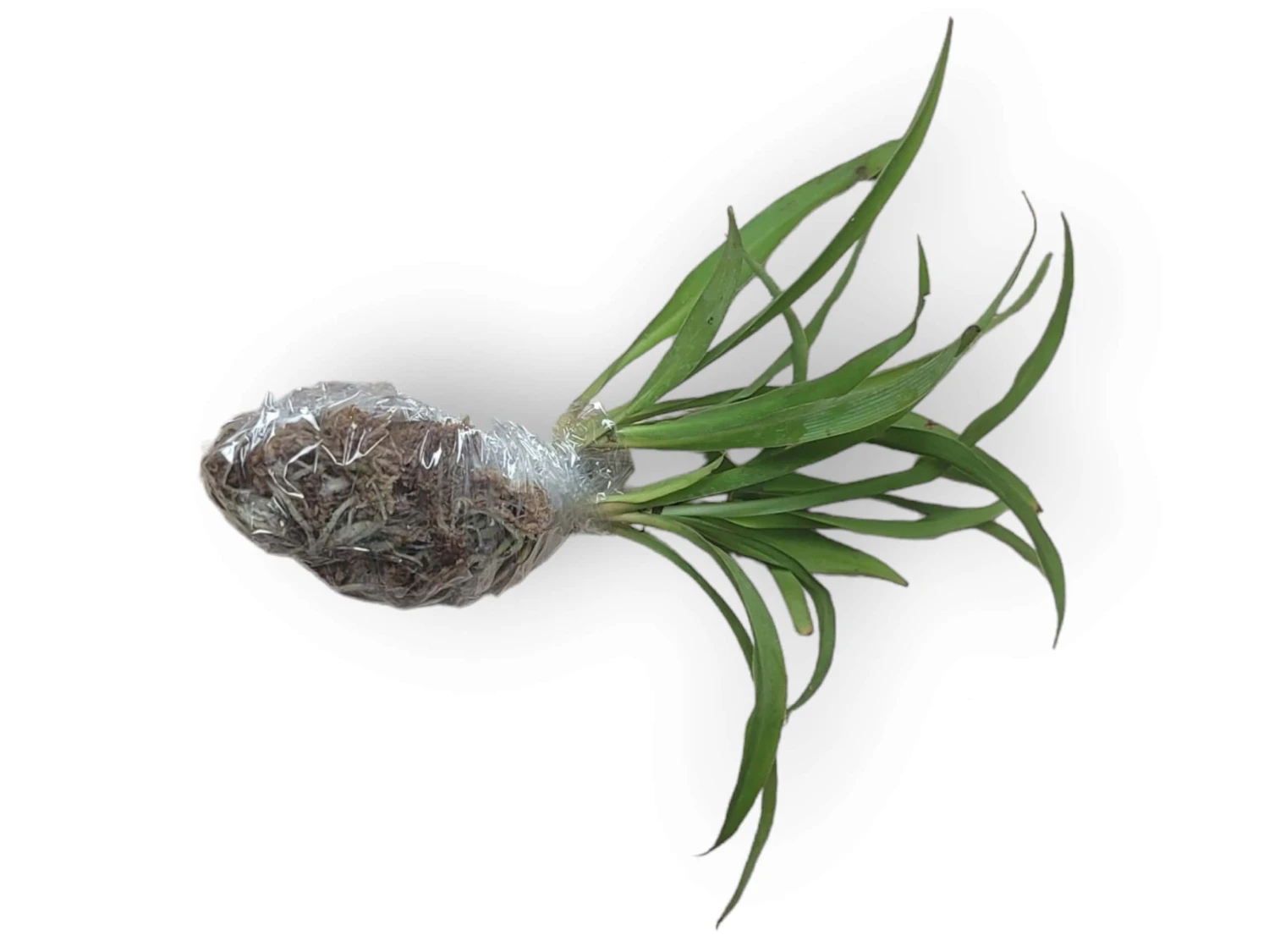 LIVE Cuttings Box - Pothos - Hoya - Philodendron - Spider - Cutting Mystery Box - FREE SHIPPING 7 LIVE Cuttings Box - Pothos - Hoya - Philodendron - Spider - Cutting Mystery Box - FREE SHIPPING - Image 5