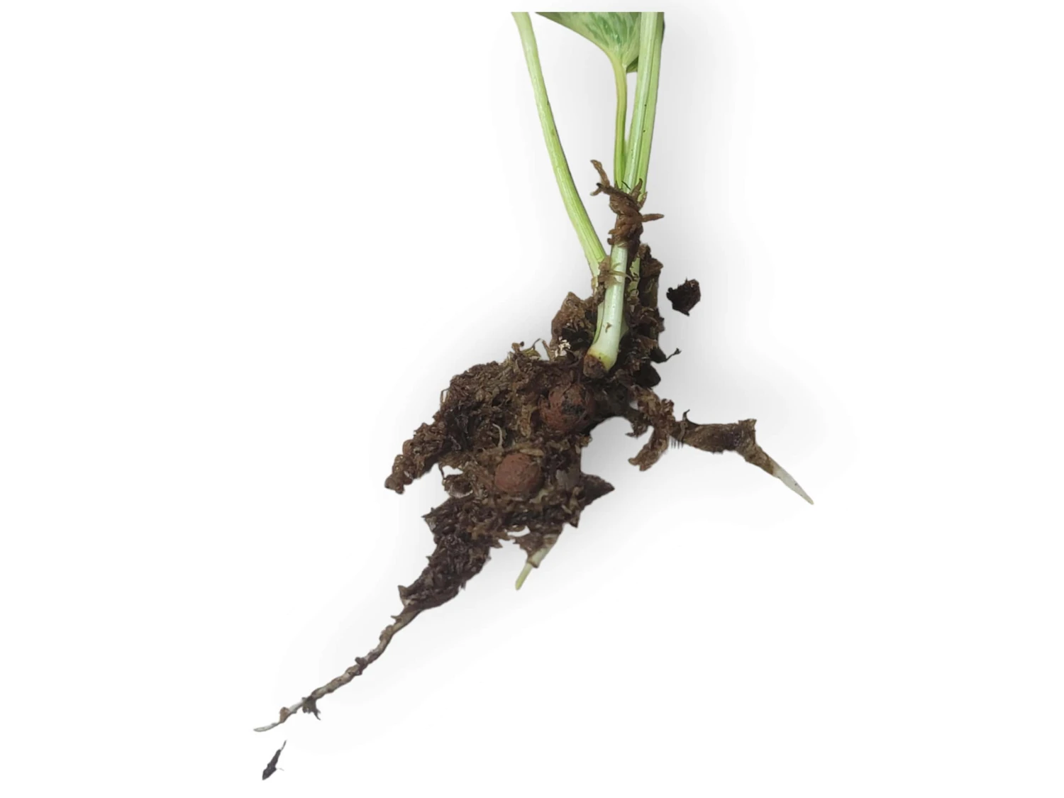 LIVE Cuttings Box - Pothos - Hoya - Philodendron - Spider - Cutting Mystery Box - FREE SHIPPING 11 LIVE Cuttings Box - Pothos - Hoya - Philodendron - Spider - Cutting Mystery Box - FREE SHIPPING - Image 9